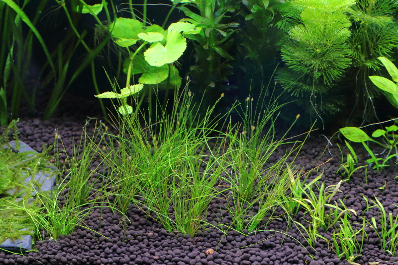 植栽から9日目　ヘアーグラスショート